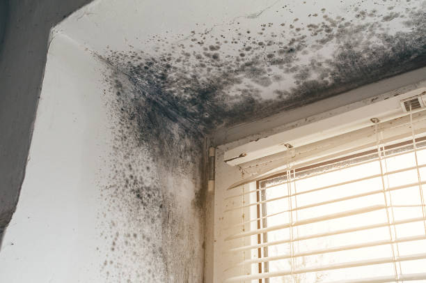 Affordable Basement Mold Removal solutions in Windsor, VA