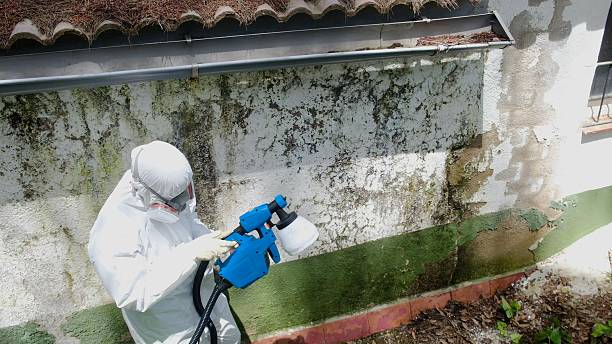 Top rated local Basement Mold Removal specialists in Windsor, VA